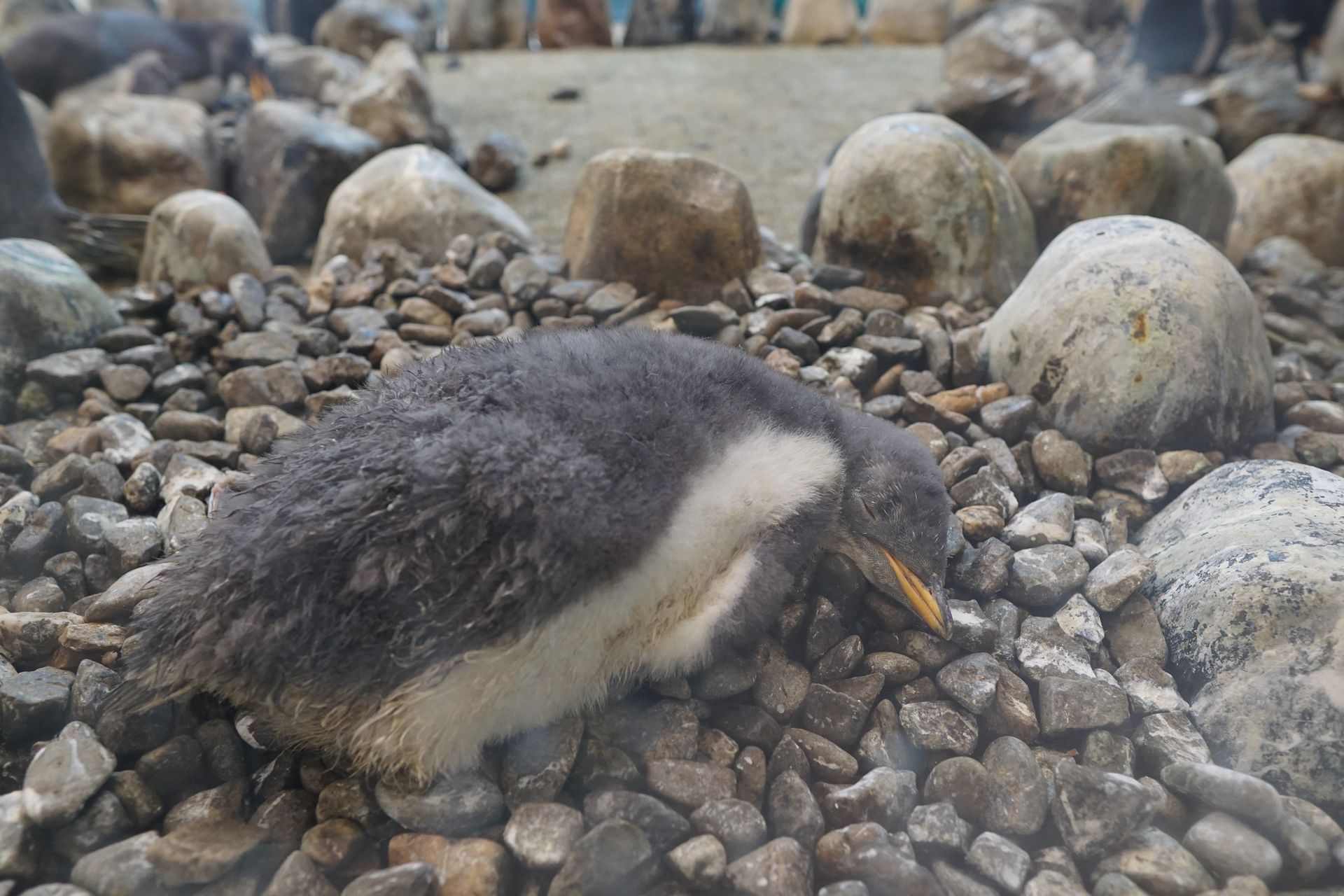 ペンギンの雛